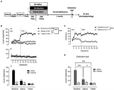 Nicotine but not saline self-administering or yoked control conditions produces sustained neuroadaptations in the accumbens shell